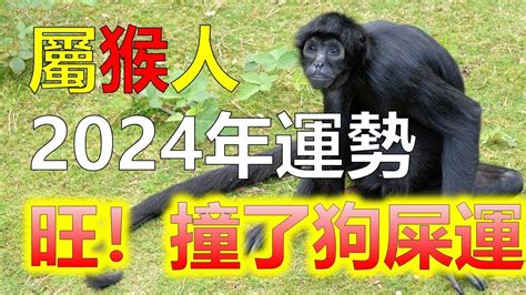 猴幸運色|【屬猴 幸運色】屬猴必看！2024年「大猴喜」！你的幸運色讓你。